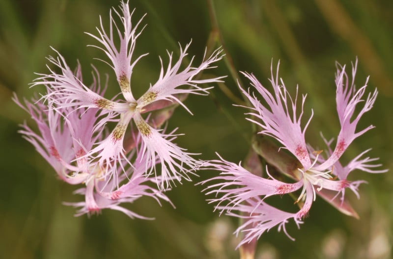 Pracht-Nelke (Dianthus superbus): Diese Rote-Liste-Art ist im Moos auf einigen Grundstücken zu finden. Durch unsere Entbuschungen und die Abmagerung der Flächen wächst sie neuerdings an bisher noch „nelkenfreien“ Stellen. © Andreas Hartl, LBV Bildarchiv