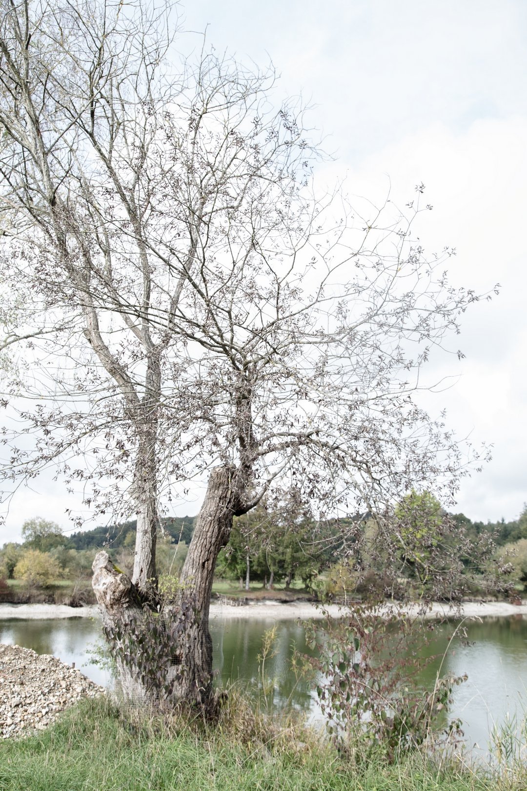 © Renate Müller, Weide, Allinger Weiher