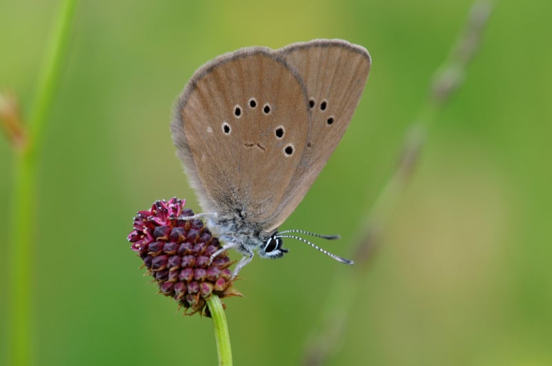 Dunkler Wiesenknopf-Ameisenbläuling (Maculinea nausithous): Ohne den Großen Wiesenknopf und die Rote Knotenameise geht gar nichts - der Falter braucht Pflanze und Insekt um sich fortzupflanzen. © Dr. Eberhard Pfeuffer, LBV Bildarchiv