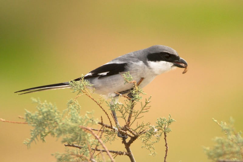 Raubwürger (Lanius excubitor): Die vom Aussterben bedrohte Art ist leider als Brutvogel im Landkreis verschwunden. Alljährlich im Winter kann dieser wunderschöne Vogel aber im Moos beobachtet werden. © Rosl Rössner, LBV Bildarchiv