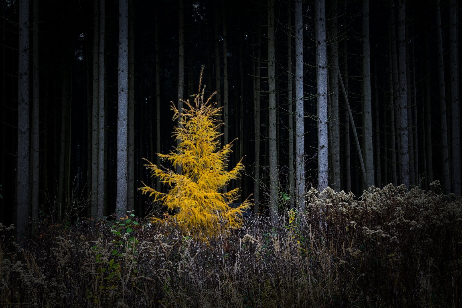© Renate Müller, Lärche, Germeringer See