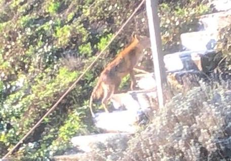 (Bild: buebikernews)