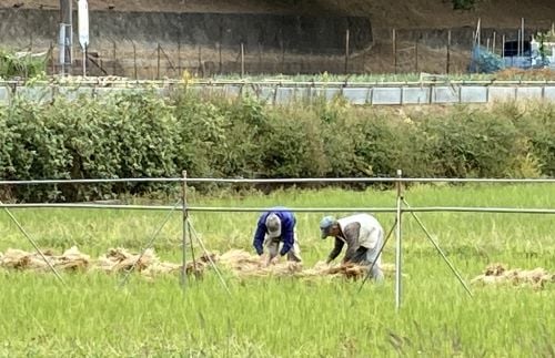 寺家ふるさと村の農作業