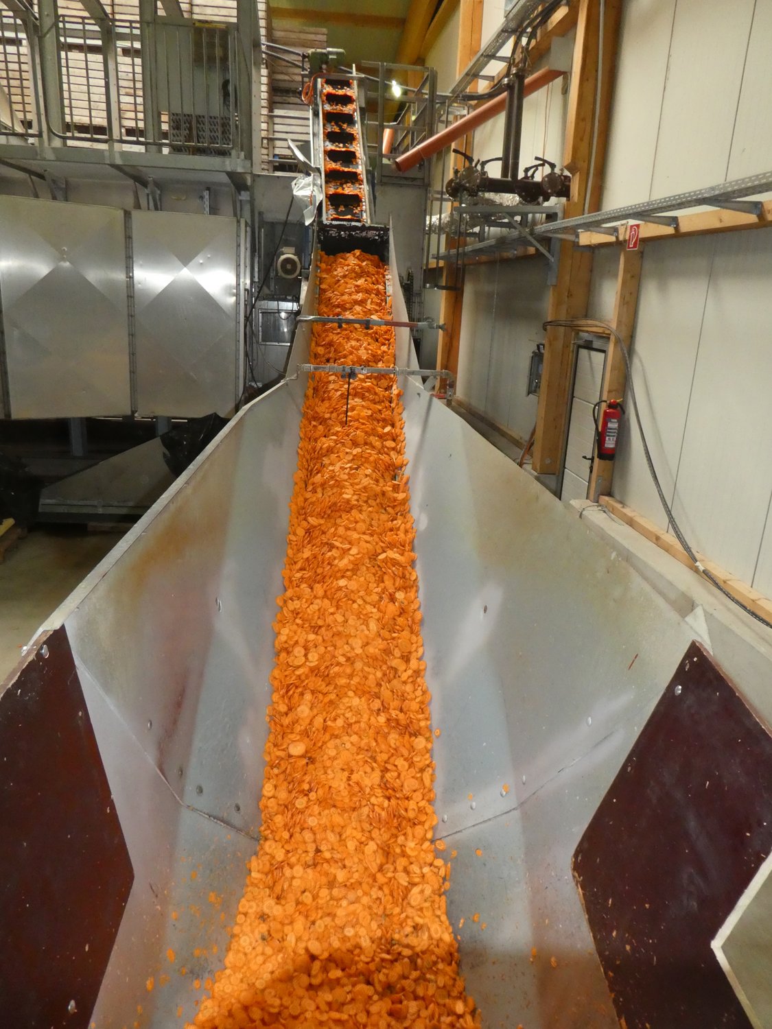 Hier werden die Karotten-Scheiben mit Hilfe eines Förderbands in die große Trocknungsanlage transportiert.