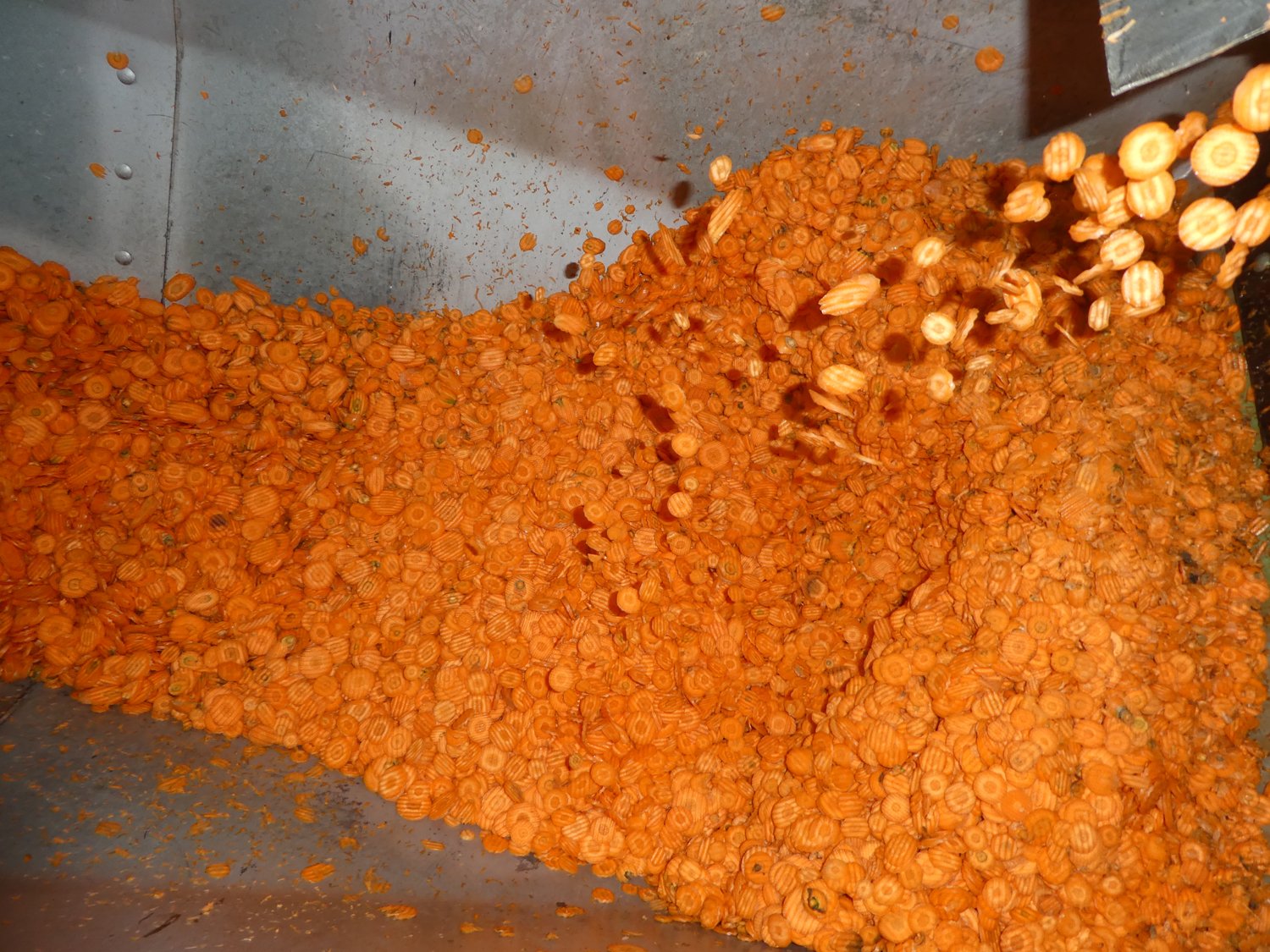 Nach Abschluss der ausführlichen Qualitätskontrolle werden die Karotten, wie hier zu sehen, in Scheiben geschnitten.