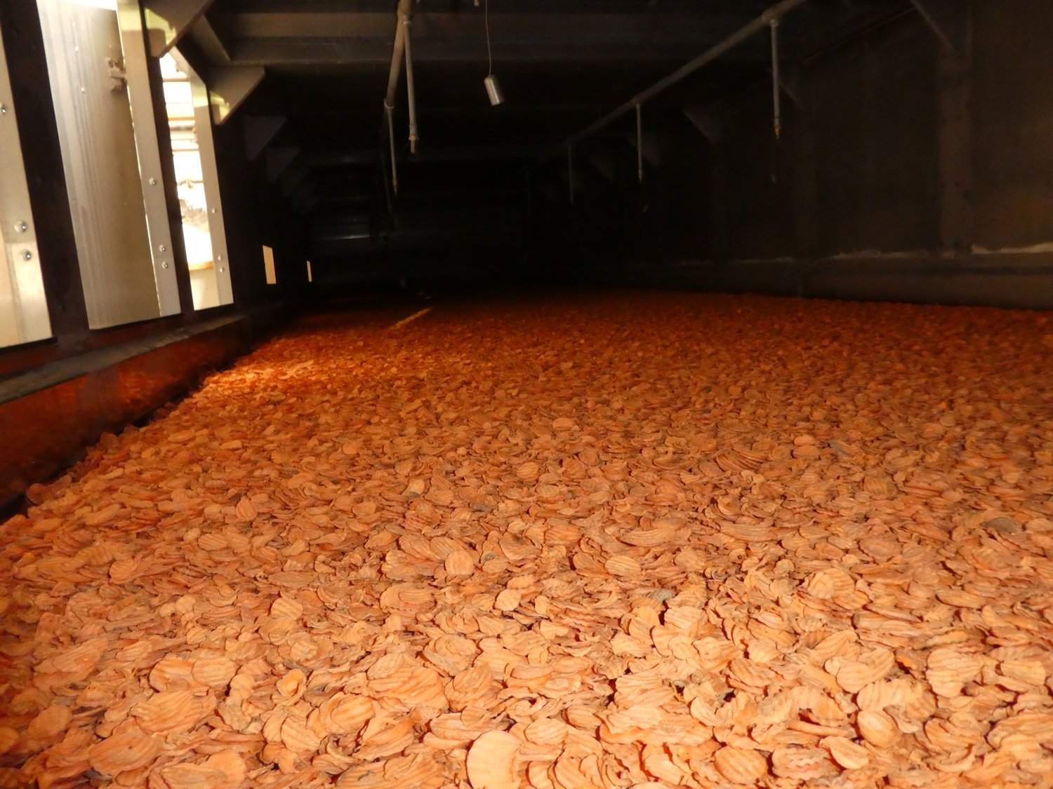 In der Trocknungsanlage angekommen, werden die Karotten-Scheiben mit Hilfe einer Förderschnecke gleichmäßig auf dem Trocknungsband verteilt und mit 100% erneuerbaren Energien schonend zu Karotten Chips getrocknet.