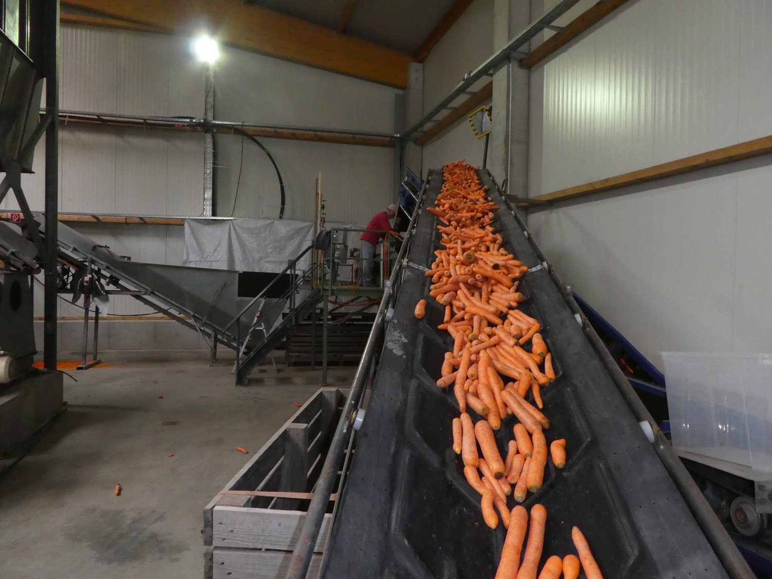 Gemüse-Förderband mit Karotten, die kurz vor der ausführlichen Qualitätskontrolle stehen.