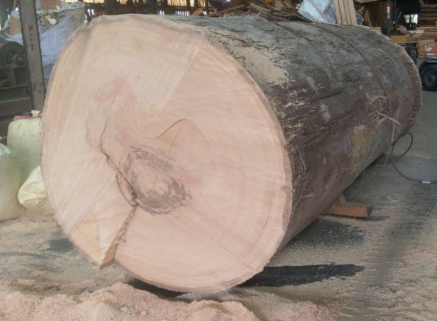 サラワクメラピー　丸太