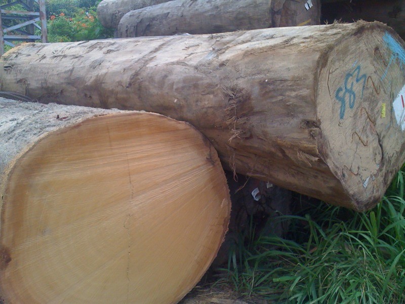 サラワクメラピー　丸太