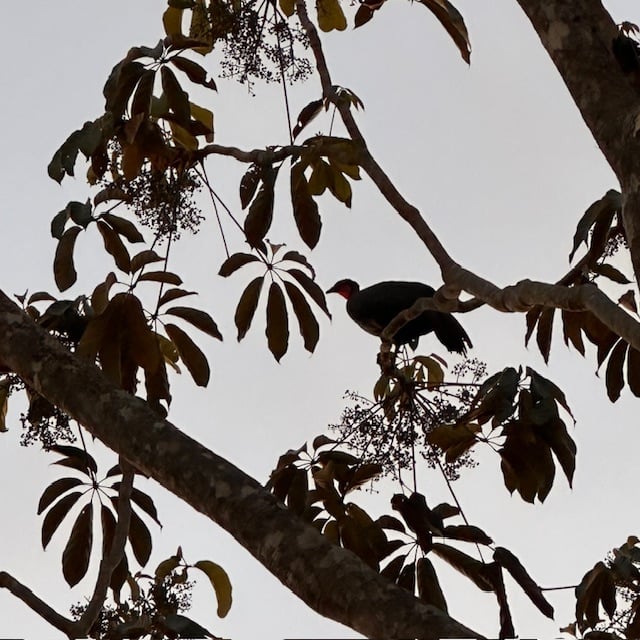 March 2024 - a visitor in our house tree