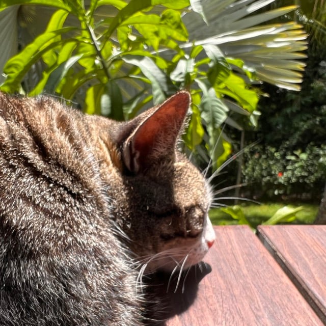 Cat- and house sitting in Uvita