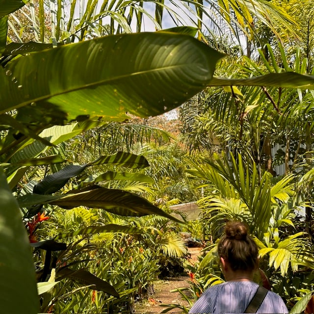 March 2024 - a visit to Don Carlos' tree nursery; it will soon be green around the house