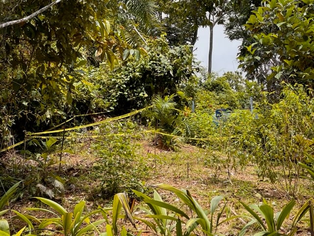 October 2023 - up the hill, the site for our solar panels is marked to dig the foundations