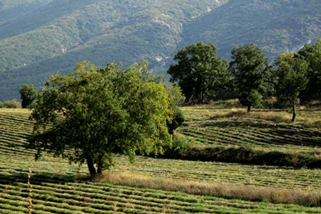 Domaine de la Molière - Luberon
