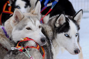 Winterurlaub heißt Huskytouren in Schweden