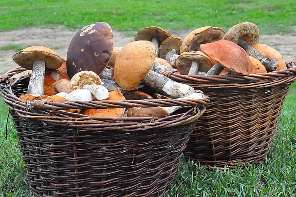 Pilze sammeln in Lappland