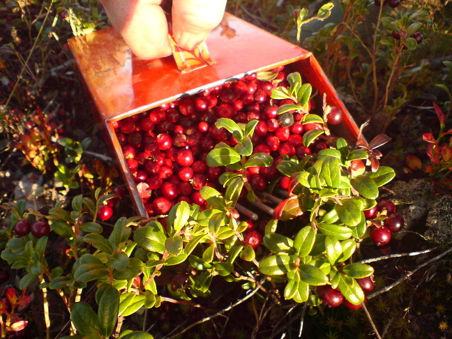 Preiselbeeren sammeln in Schweden