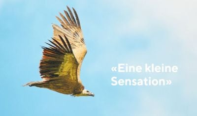 «Eine kleine Sensation»