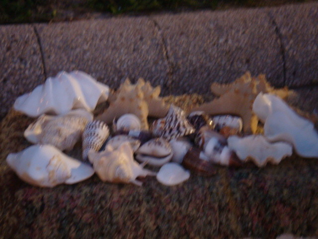 Beaux coquillages locaux