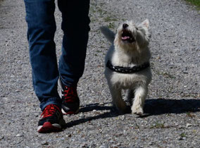 Fussarbeit mit kleinem Hund