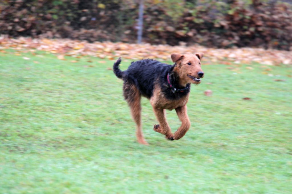 Heranrufen in die GS / GP