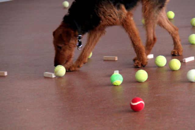 Geruchsunterscheidung / ID