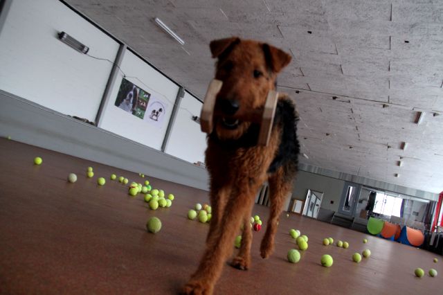 Apportieren / Bringen