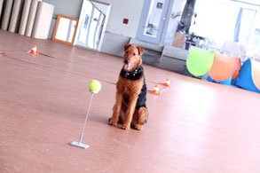 Sitz bleib mit Ablenkung