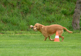 Pamino rennt um die Pylone