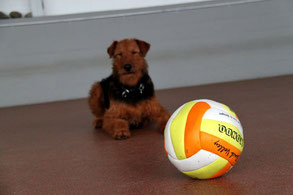 Platz bleib mit Ablenkung