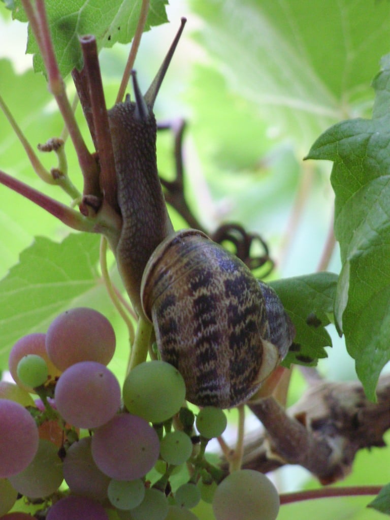 L'escargot se dévoile sainte megrine