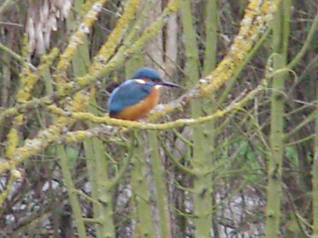 Le martin pêcheur à l'affût mare de sainte megrine