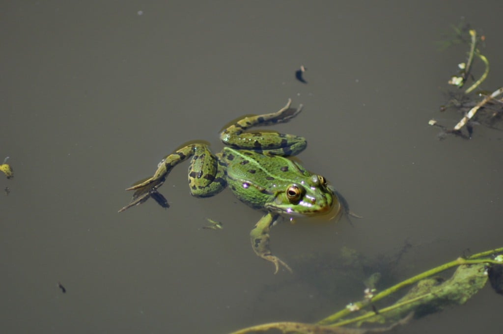 La grenouille dans la mare sainte megrine