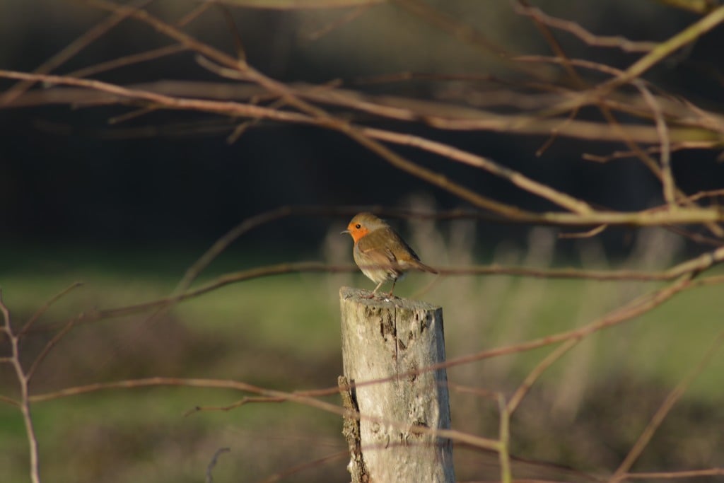 Le rouge gorge Sainte Megrine