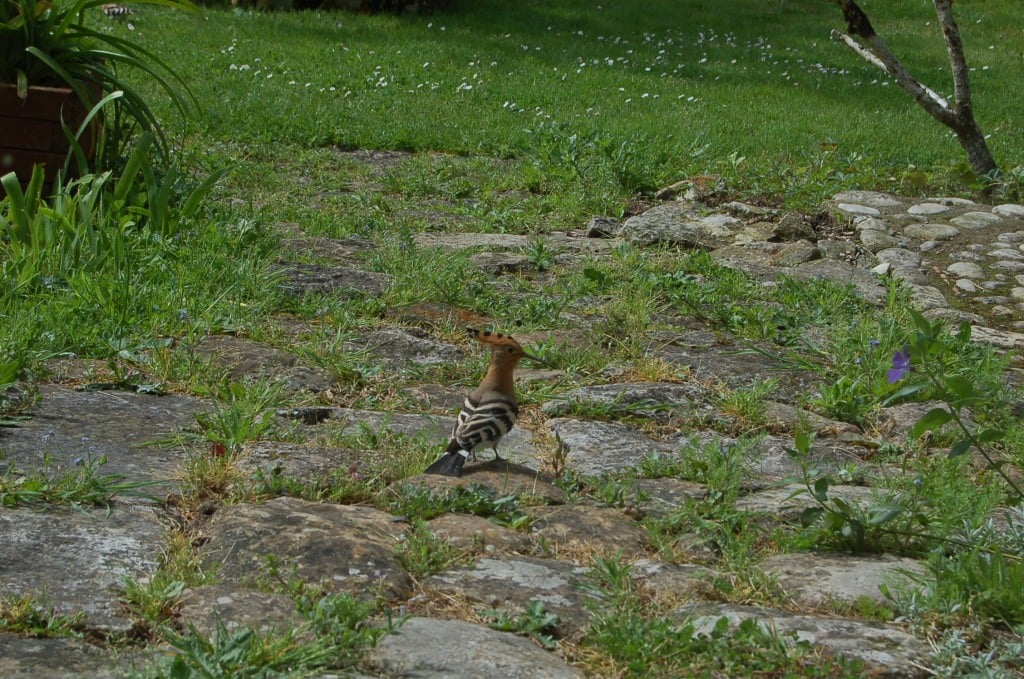 Le huppe fascié Sainte Megrine