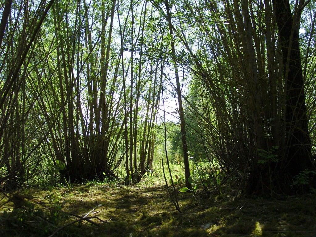 Dans l'ancien étang sainte mégrine