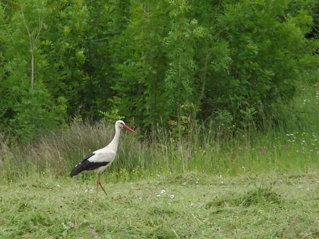 La cigogne blanche sainte megrine