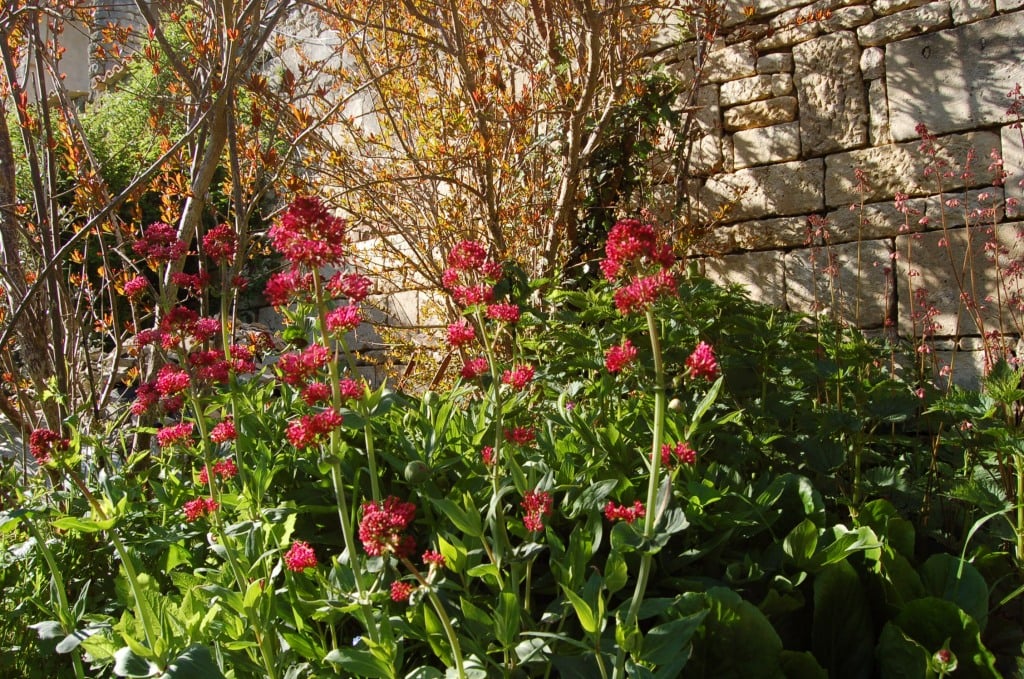 Maison d'hôtes Sainte Megrine Coulon des fleurs et des senteurs