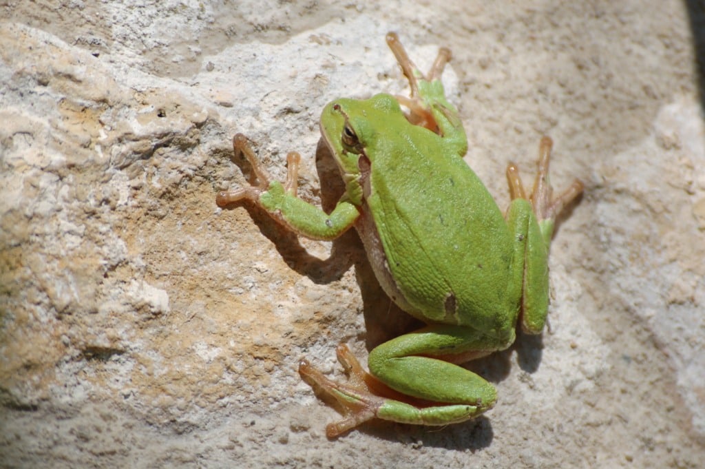 La renette sainte megrine
