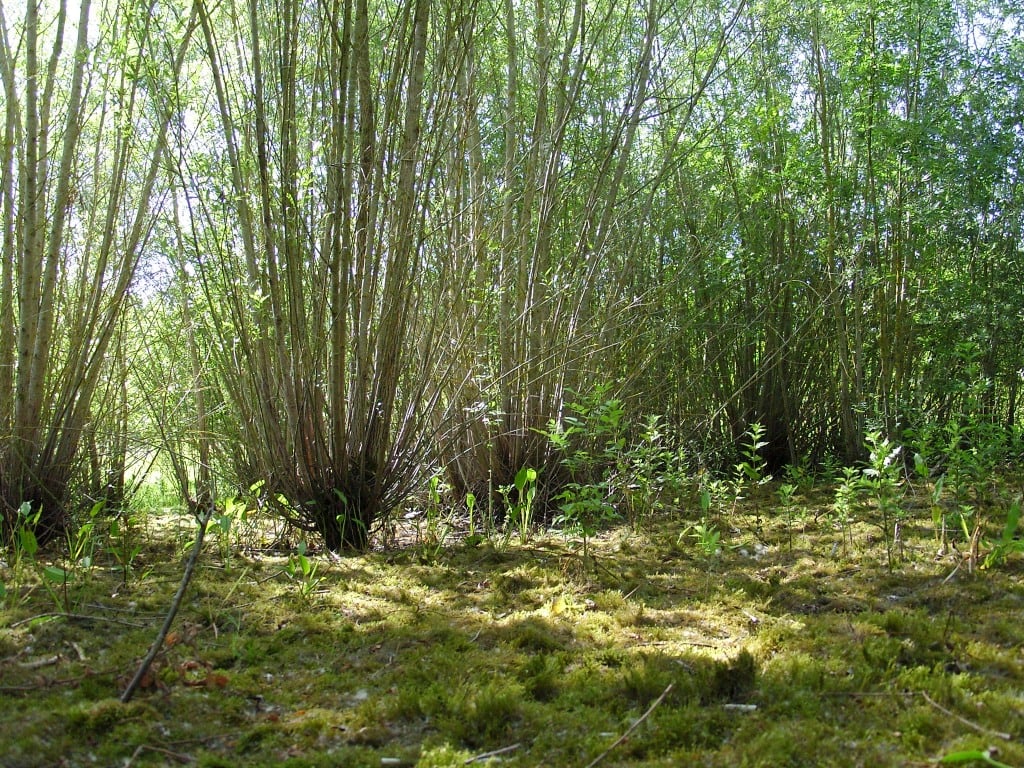 Dans l'ancien étang sainte megrine