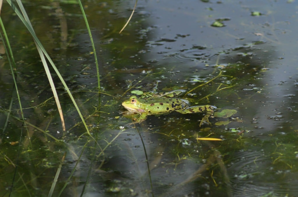 Gîte côté grenouilles Sainte Megrine à bientôt