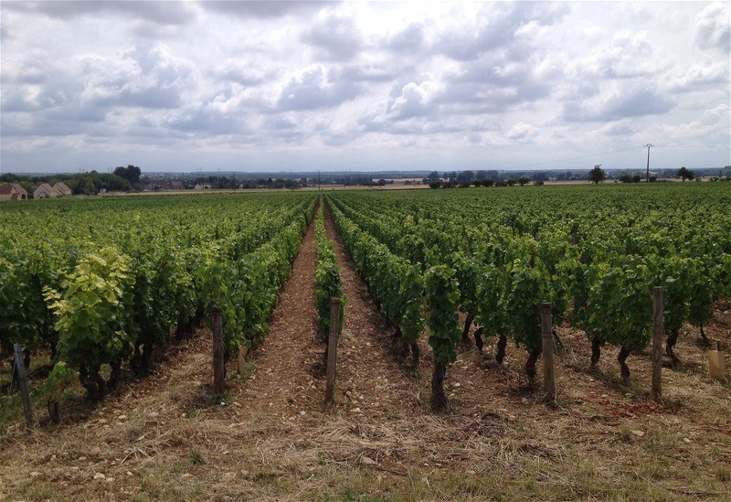 weinberg und viele mehr