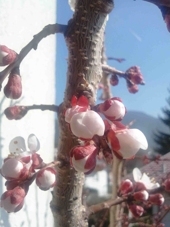Kirschblüte zur Wende . . . letzter Wintertag 2011