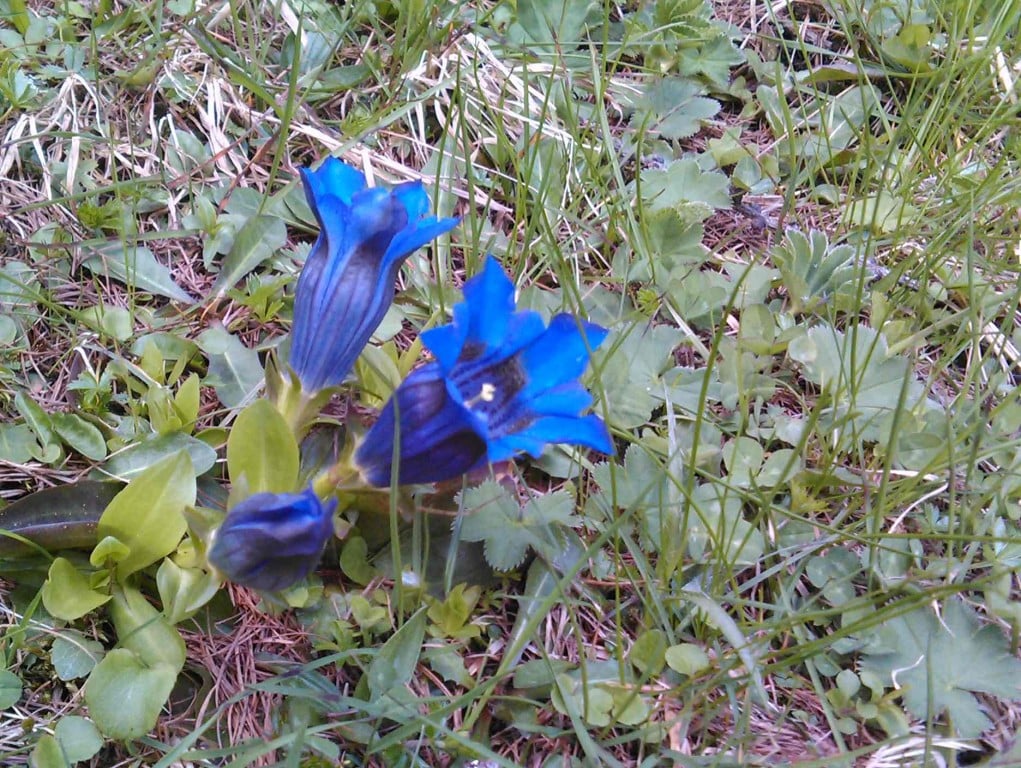 Enzian im Wonnemonat...