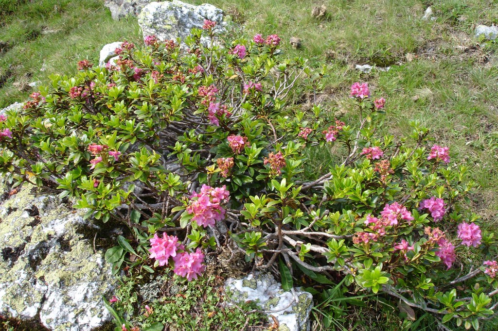 almenrausch im august