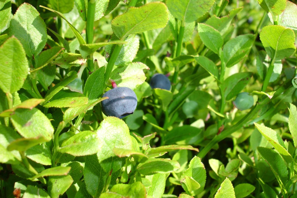 heidelbeeren
