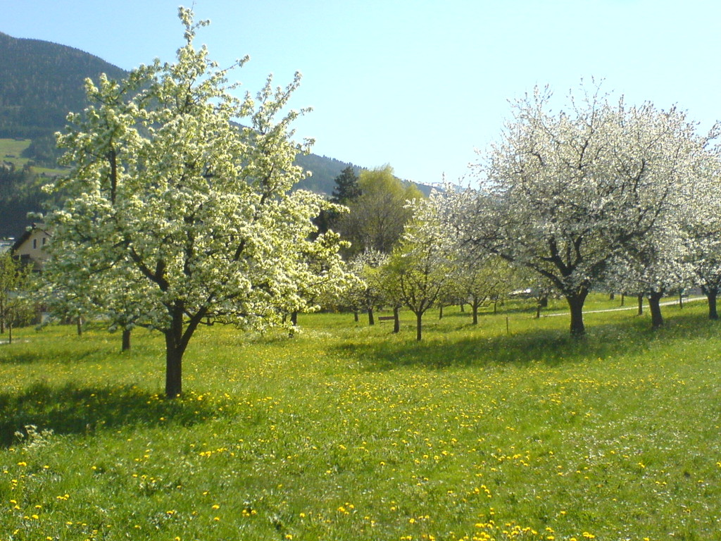Apfelbäume in der Blüte