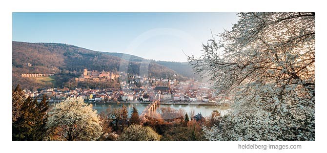 Archiv-Nr  hc2014120 | Baumblüte am Philosophenweg