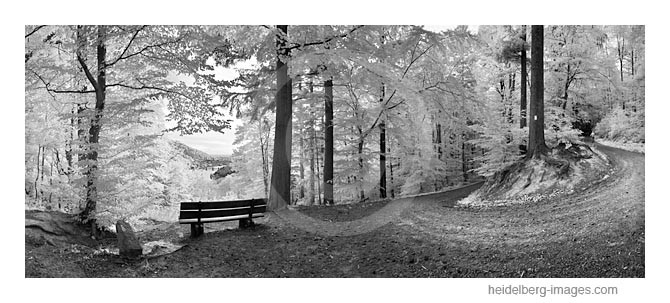 Archiv-Nr. h2011141 | Haarlasweg im Wald 