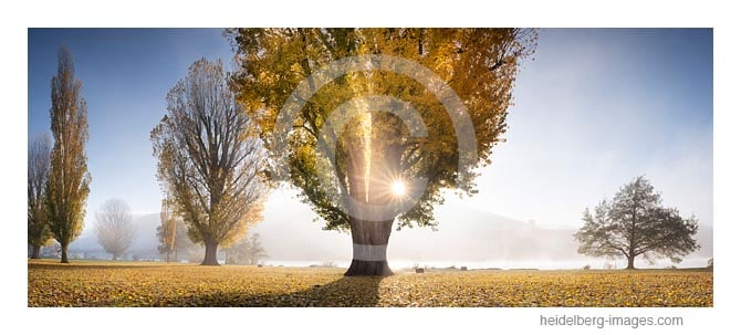 Archiv-Nr. hc2018134 | Herstsonne auf der Neckarwiese